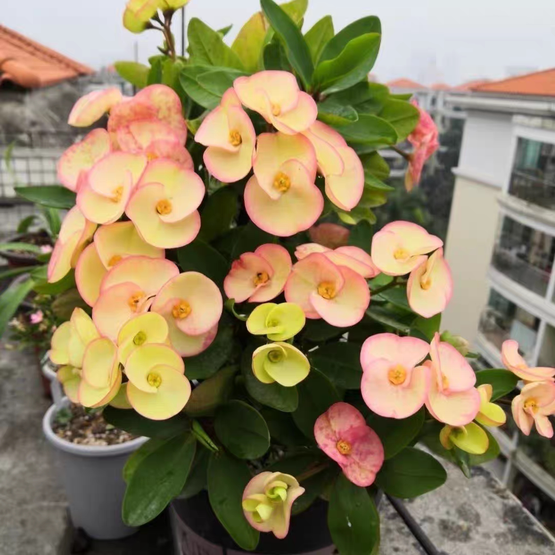 铁海棠虎刺梅盆栽带花阳台庭院耐