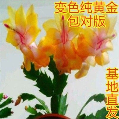 进口好看好养阳台重瓣大花图片