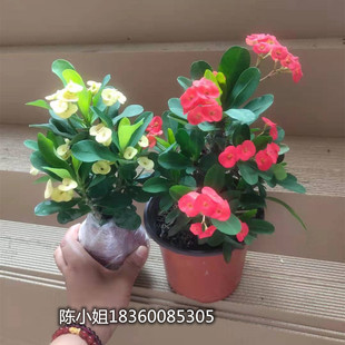 黄花重瓣虎刺梅带花苞盆栽黄色铁海棠大花大叶粉色易活耐晒好养