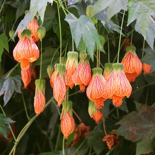 纹瓣悬铃花灯笼花风铃花金铃花耐热抗寒好养四季爆盆宫灯花