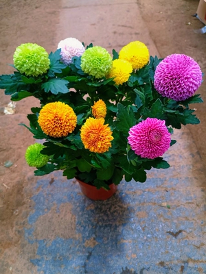 乒乓菊盆栽带花阳台庭院开花植物重瓣球形菊花苗好9.90养绿植五色