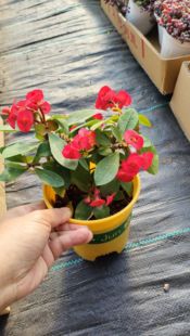 无刺虎刺梅盆栽带花发货