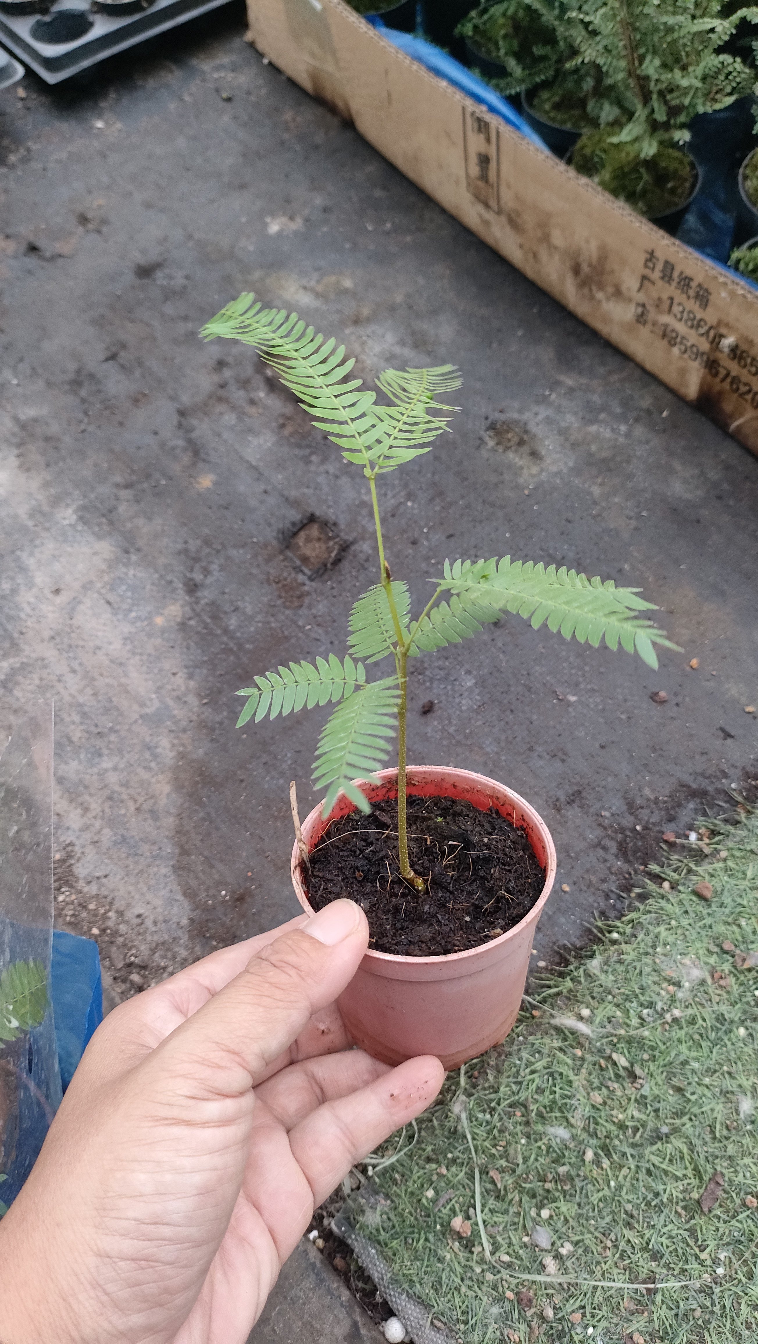 包邮密叶猴耳环害羞猴中式庭院耐阴室内绿植网红小盆栽度15厘米