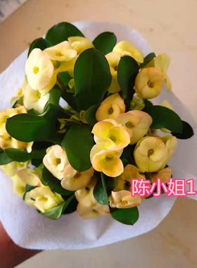 虎刺梅铁海棠开花不断