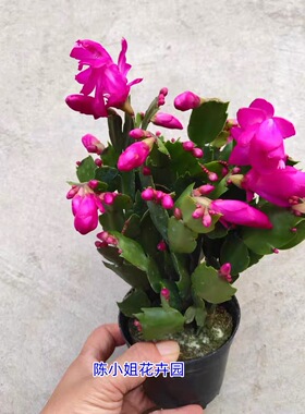 紫色蟹爪兰花卉盆栽室内喜阴植物办公桌阳台绿植耐寒美观易养活