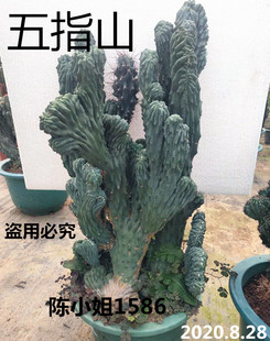 五指山大苗仙人掌绿植花卉多肉植物