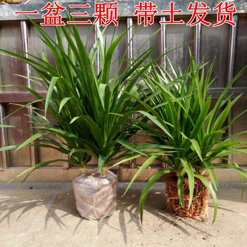 龙须树龙须铁龙须兰龙血树室内客厅大型盆栽花卉巴西木树