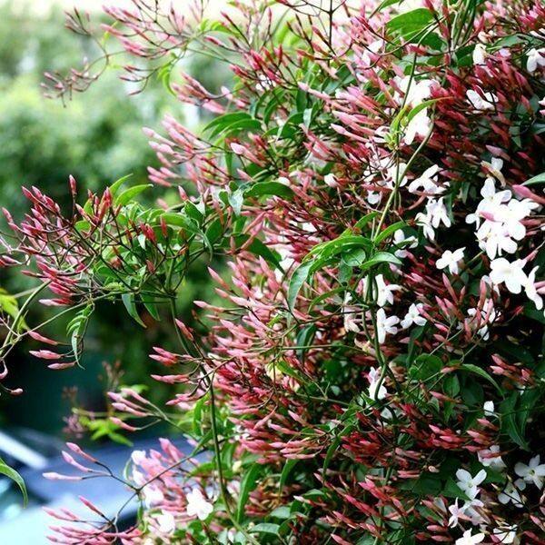 多花素馨盆栽苗 浓香花卉藤本攀援 春季带花苞发货 耐热家庭阳台