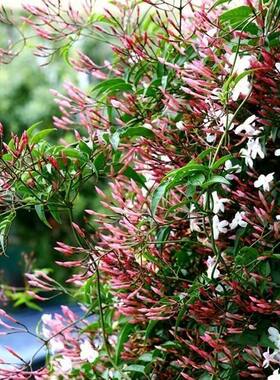 多花素馨盆栽苗 浓香花卉藤本攀援 春季带花苞发货 耐热家庭阳台