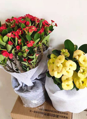 黄花虎刺梅重瓣带花苞盆栽黄色铁海棠大花大叶粉色好养易活耐晒