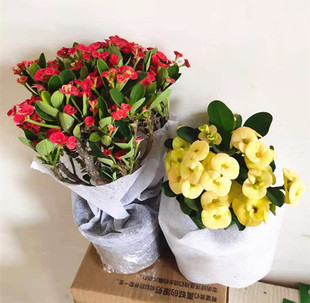 黄花虎刺梅重瓣带花苞盆栽黄色铁海棠大花大叶粉色好养易活耐晒