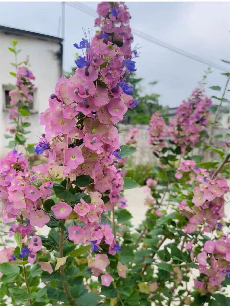 花期超长塔希提帽子花盆栽阳台庭院花卉常绿灌木室外绿植粉苞冬红