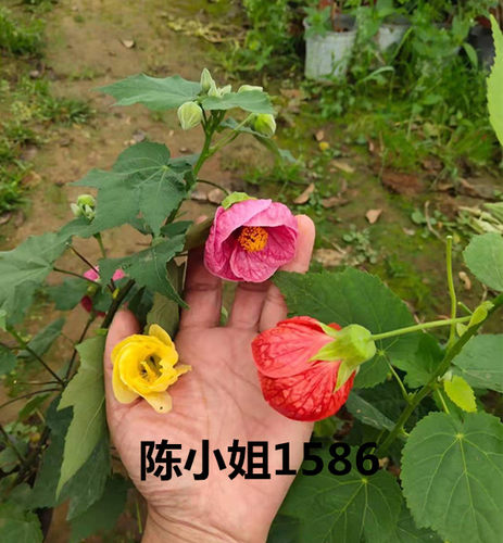 木本风铃扶桑花纹瓣倒挂金钟