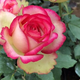 梦露月季新品切花玫瑰月季花苗阳台庭院灌木盆栽大花浓香季开花