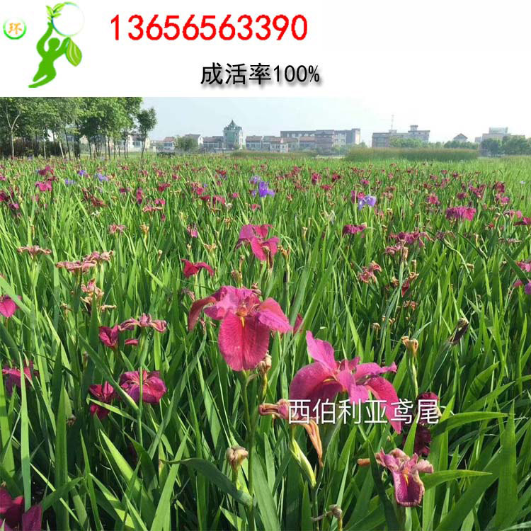 水生美人蕉水生植物种植盆种植浮岛浮床水生鸢尾花河道绿化浮床