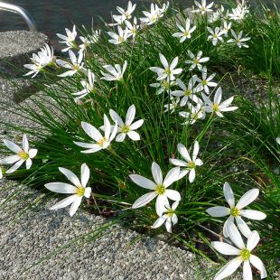 多年生花草葱莲地被丛生易种活绿化植物夏季 开花常绿适合新手花盆