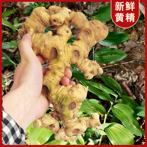 新鲜生黄精四川本地5年老黄精现挖多花型姜形黄精晒干黄精整块