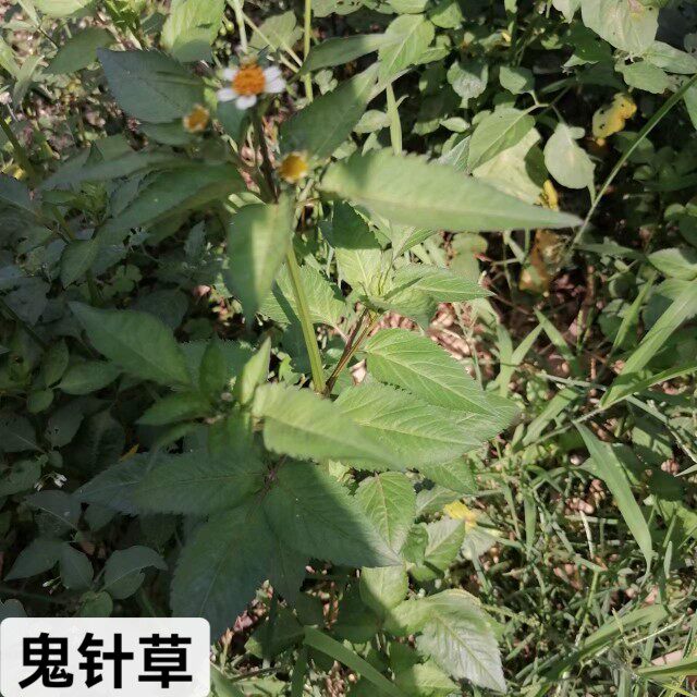 四川农家晒干鬼针草降茶压泡茶中草药材三叶一包针药浴无硫新货