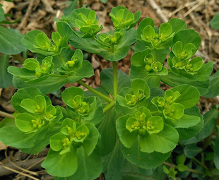 四川新鲜下单现挖猫眼草五朵云中草药材泽漆500克有晒干的