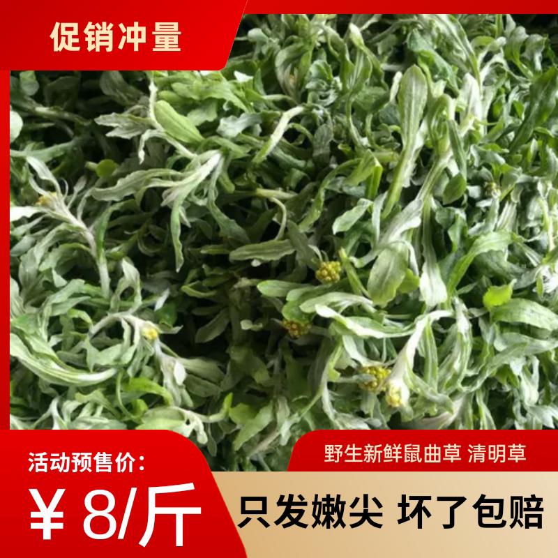 四川野生新鲜2024年清明草鼠曲草清明菜佛耳草做清明粑粑鲜货