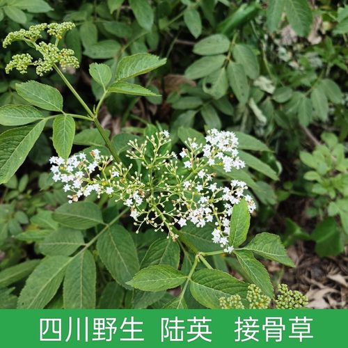 接骨木四川接骨草野生