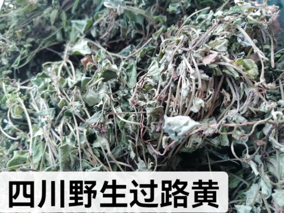 四川野生晒干过路黄中药金钱草 真金草 走游草 铺地莲 中草药药材