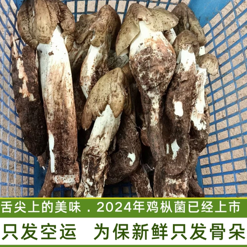 新鲜野生鸡枞菌 荔枝菌 斗鸡菇 伞把菇 斗鸡公 菌子只发骨朵空运