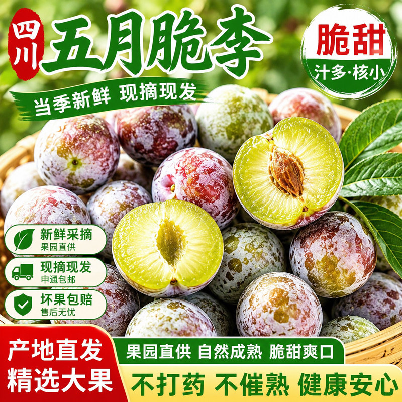 四川五月脆李子新鲜水果正宗土李子现摘当季脆甜李现摘现发整箱