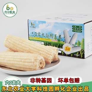 六0农大白糯玉米 东北鲜食玉米 低脂粗粮苞谷黏玉米粘玉米棒真空