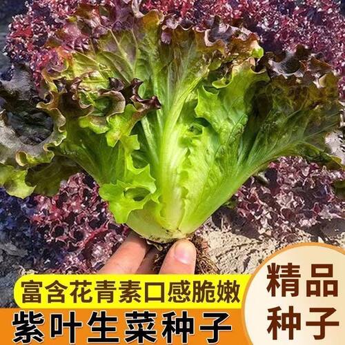 qf紫叶生菜种子紫生菜种籽春秋季阳台盆栽蔬菜紫色生菜种子蔬菜籽