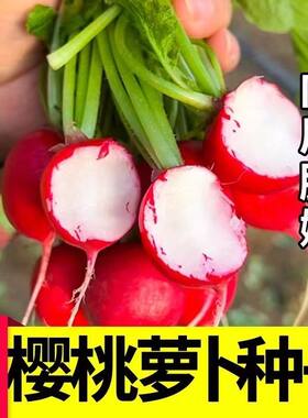 qf樱桃萝卜种子四季水果萝卜种籽生吃红皮白肉盆栽小萝卜脆甜多汁