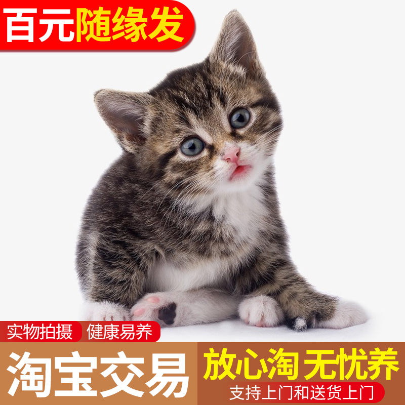 云南猫咪活体宠物小猫家猫土猫活体田园幼猫狸花猫橘猫黑猫家养 畜牧/养殖物资 畜牧/养殖技术服务 原图主图