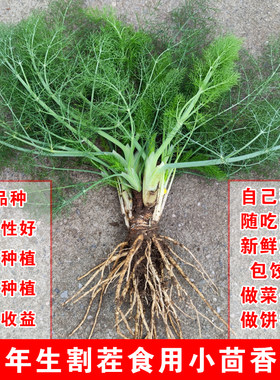 老品种小茴香根苗一次种植收多年
