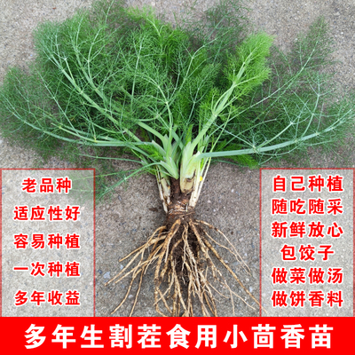老品种小茴香根苗一次种植收多年