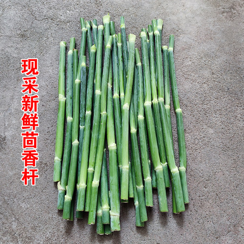 现采新鲜小茴香杆调味泡菜