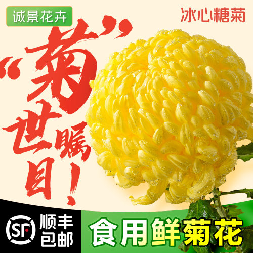 小榄新鲜可食用菊花冰芯糖菊糖芯甜菊花蔬菜生吃凉拌沙拉酒店食材