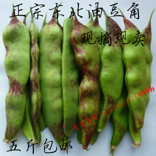 油豆角炖排骨面豆角开锅烂超好吃现货 新鲜蔬菜 东北油豆角 蔬菜