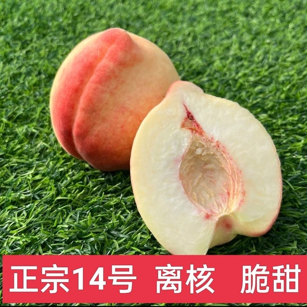 河北产地北京十四号桃 脆甜多汁离核桃 露天现摘大毛桃