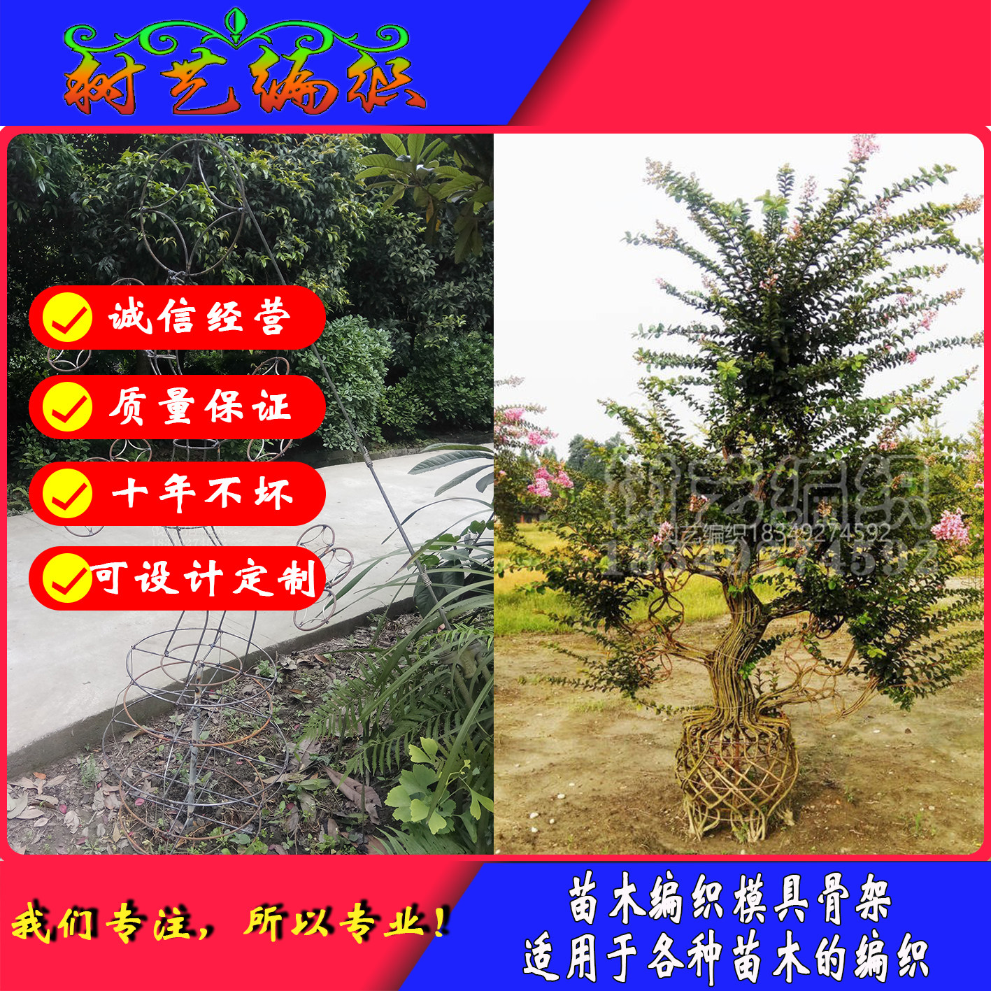 苗木造型 植物 紫薇造型 桂花铁艺定制