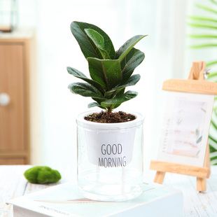 琴叶榕盆栽室内大叶型木本绿植物花卉橡皮树小棒棒糖四季好网红