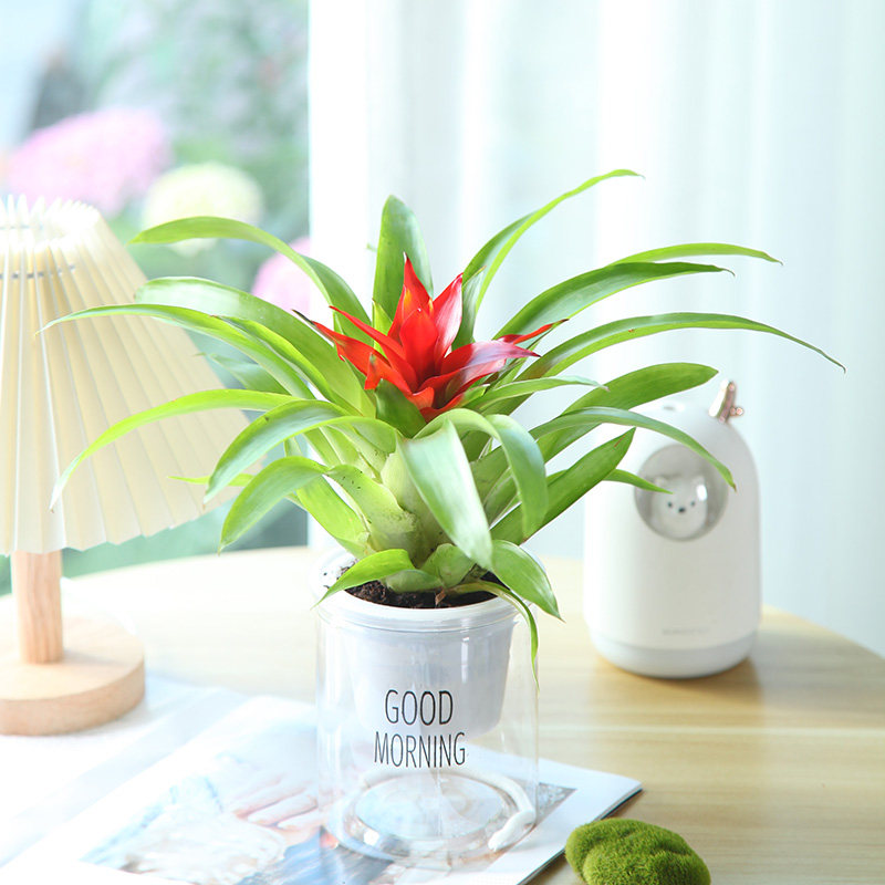 鸿运当头小红星凤梨花室内客厅大型开花植物盆栽四季常青净化空气