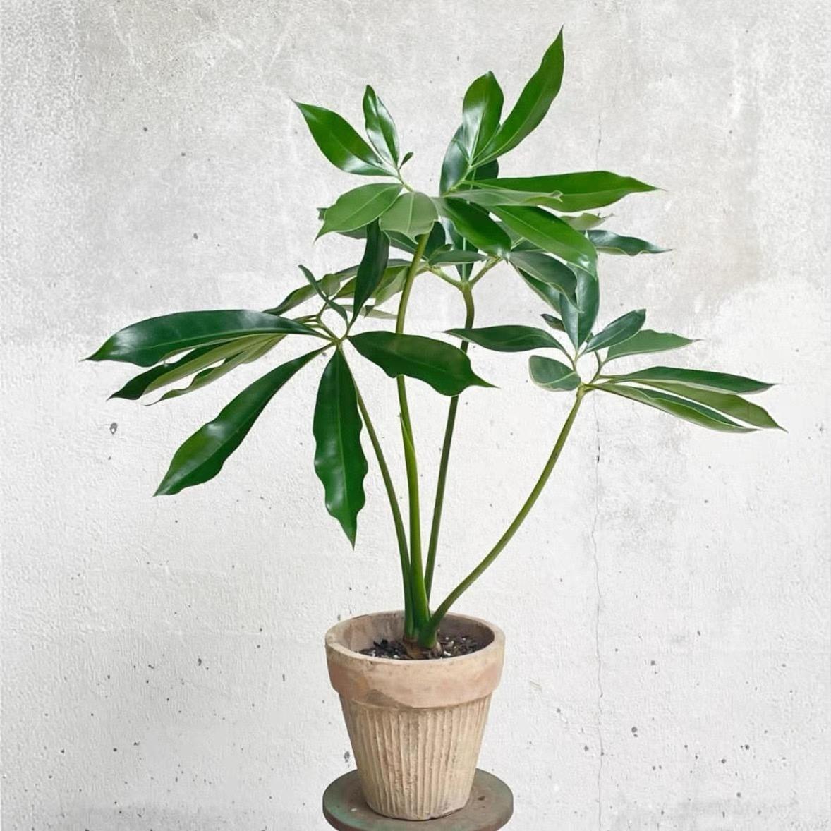 水培植物印第安羽毛室内好养五子登科水养绿植盆栽四季常绿好养活