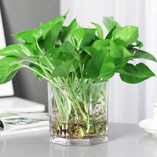 绿萝盆栽植物室内吸除甲醛客厅桌面绿植花卉长藤垂吊水培绿箩吊兰