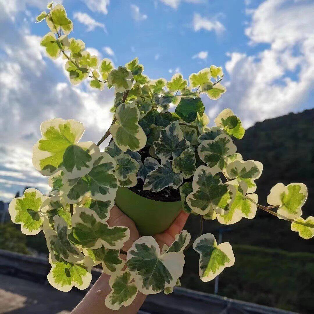 雪莹常春藤日本进口常青藤爬藤稀有品种网红植物阳台观叶绿植盆栽