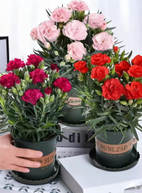 康乃馨盆栽带花苞石竹花绿色四季开花室内阳台客厅绿植花卉好养活