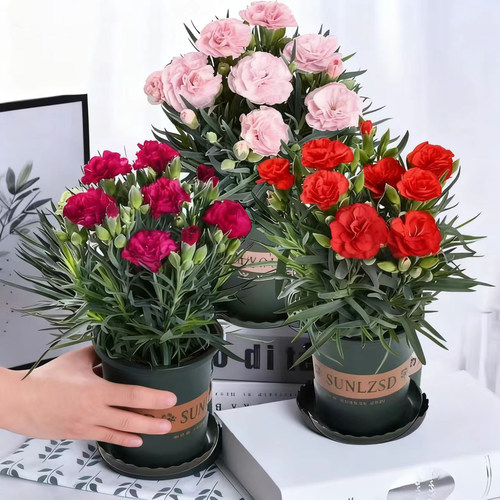 康乃馨盆栽四季开花带苞好养
