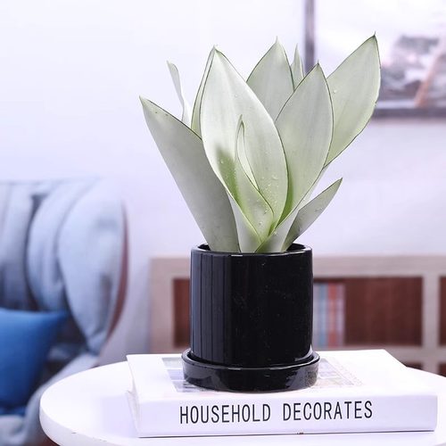 室内盆栽花卉白玉虎皮兰