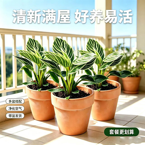 铂金钻盆栽蔓绿绒绿萝室内植物花卉绿植水培盆栽新房家用吸除甲醛