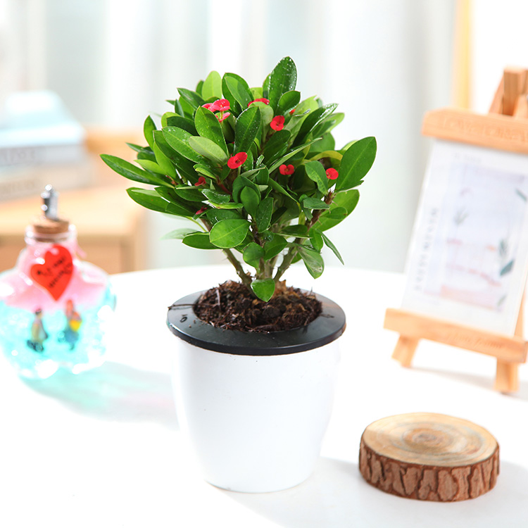 虎刺梅铁海棠海棠花盆栽花卉植物