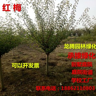 嫁接梅花树苗红梅腊梅绿梅树桩盆景美人梅榆叶梅苗庭院盆栽梅花苗